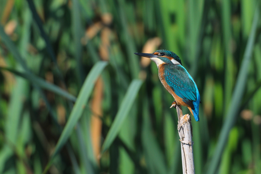 Mattinata al Centro cicogne